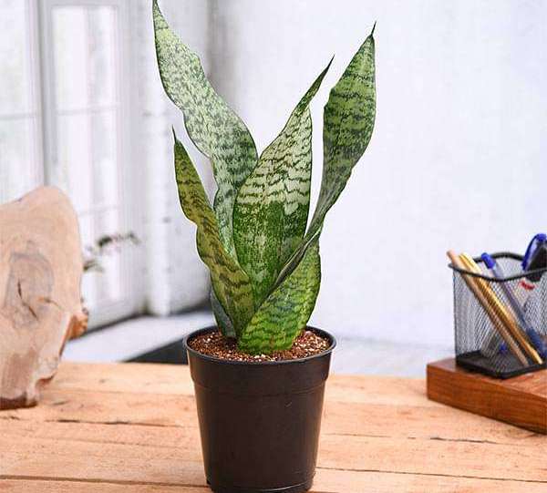 snake plant